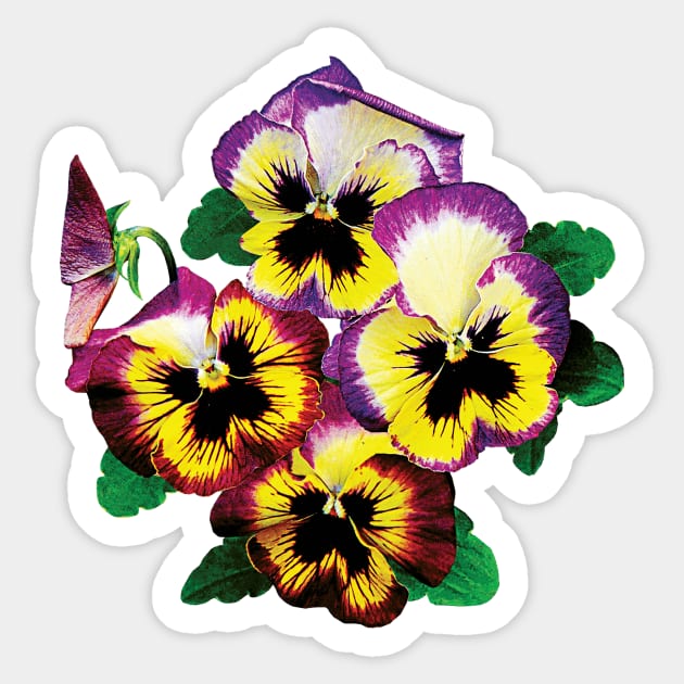 Bunch of Pansies Sticker by SusanSavad